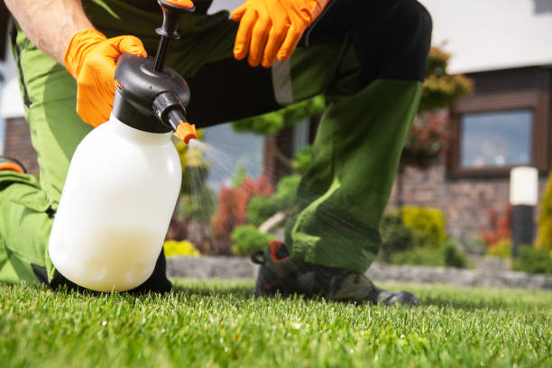 Best Flea Control Services  in Manassas Park, VA
