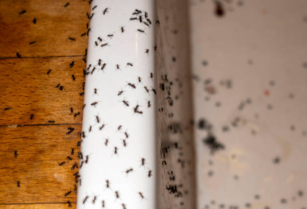 Best Ant Control Services  in Manassas Park, VA